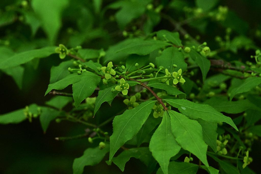 2025-05087802 Ipswitch River Wildlife Sanctuary, MA.JPG - Winged Euonymus. Ipswitch River Wildlife Refuge, MA, 5-8-2025